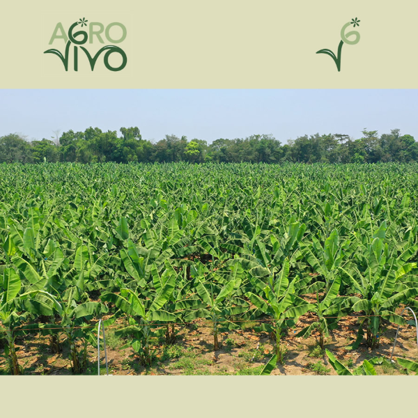 Acompa&ntilde;amiento en procesos de certificaci&oacute;n de proyectos sostenibles y competitivos en el &aacute;mbito agr&iacute;cola