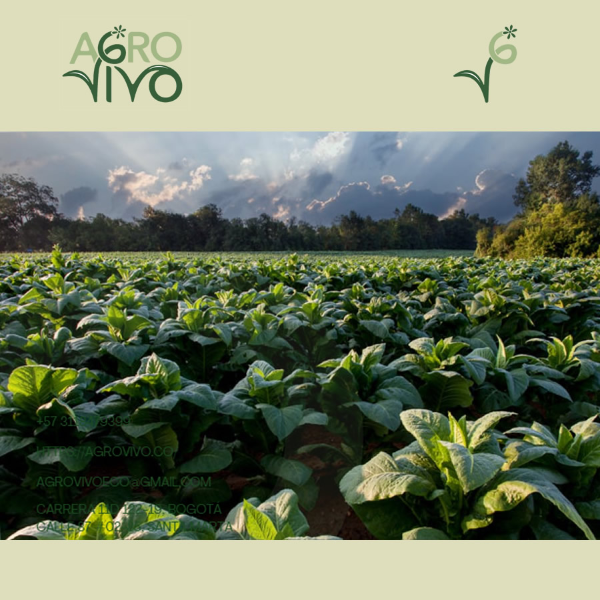 Asistencia t&eacute;cnica para la implementaci&oacute;n de herramientas biotecnol&oacute;gicas y bioracionales